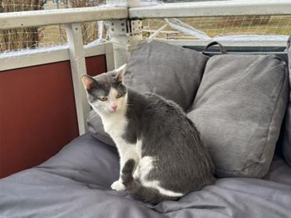 Geben Sie kleinem Sole ein Zuhause?