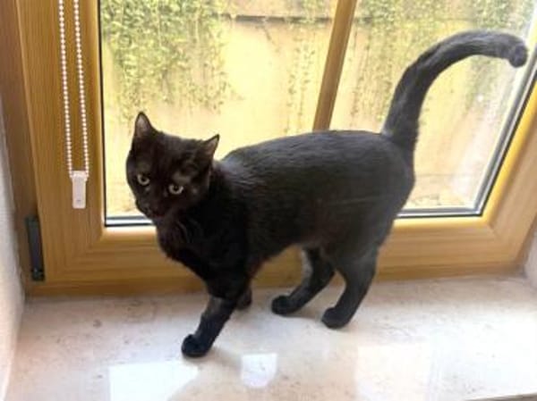 Stella sucht tolles Zuhause