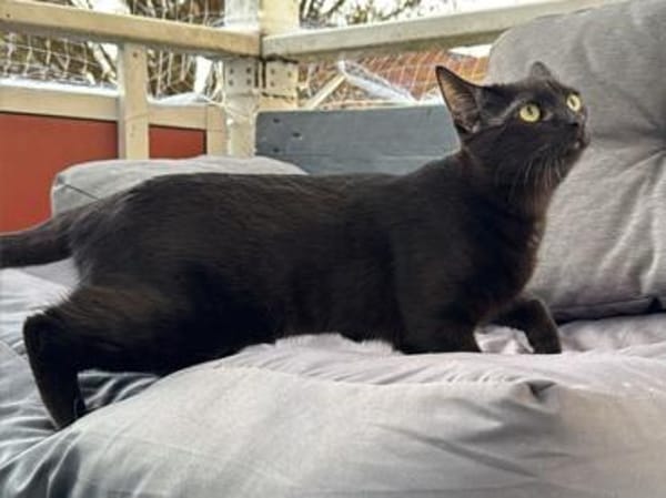 Stella sucht tolles Zuhause