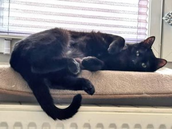 Stella sucht tolles Zuhause