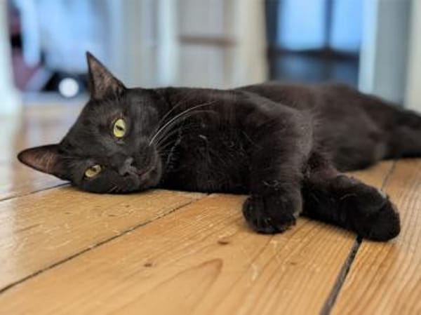 Bruno sucht engen Familienanschluss