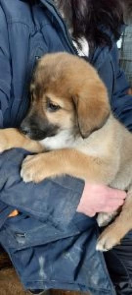 Nadja 30 cm (Feb 26) Pflegestelle