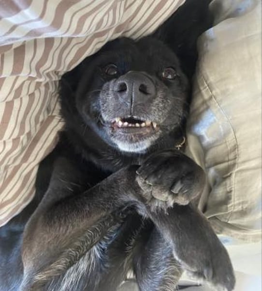 Bonnie sucht ein liebes Heim