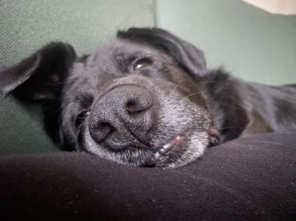 Bonnie sucht ein liebes Heim