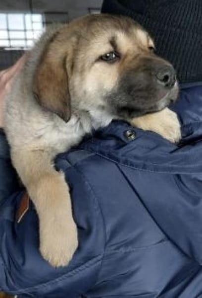 Nele 30 cm (Feb 26) Pflegestelle