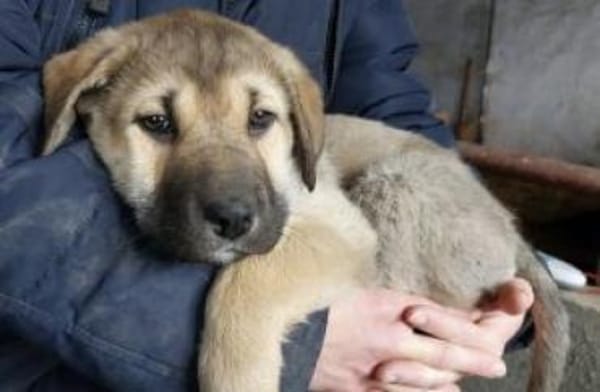 Nele 30 cm (Feb 26) Pflegestelle