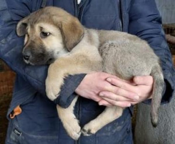 Nele 30 cm (Feb 26) Pflegestelle