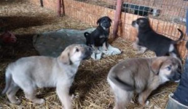 Nele 30 cm (Feb 26) Pflegestelle