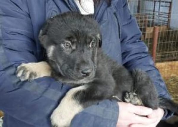 Nella 30 cm (Feb 26) Pflegestelle