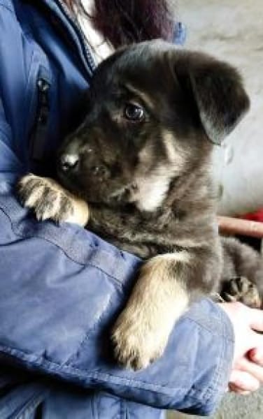 Nella 30 cm (Feb 26) Pflegestelle