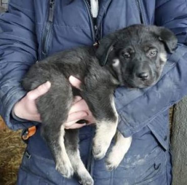 Nella 30 cm (Feb 26) Pflegestelle