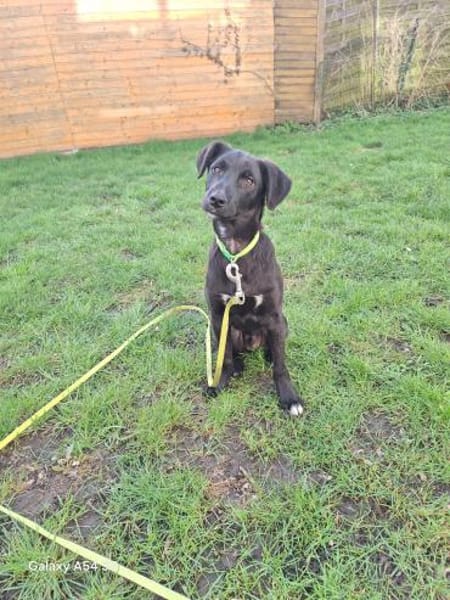 Schmusebacke Vader sucht Kuschelmensch