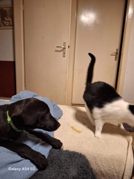 Schmusebacke Vader sucht Kuschelmensch