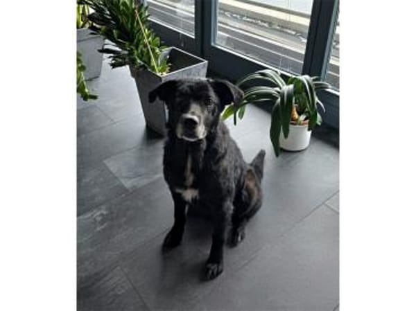 Monalisa - wartet in 38446 Wolfsburg