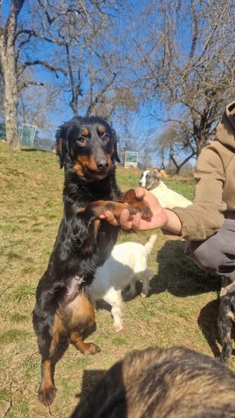 Priya-Anhänglicher Wirbelwind sucht Dich