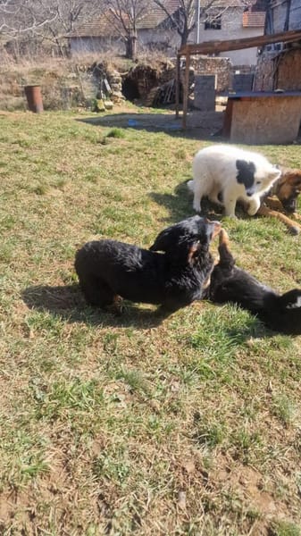 Priya-Anhänglicher Wirbelwind sucht Dich