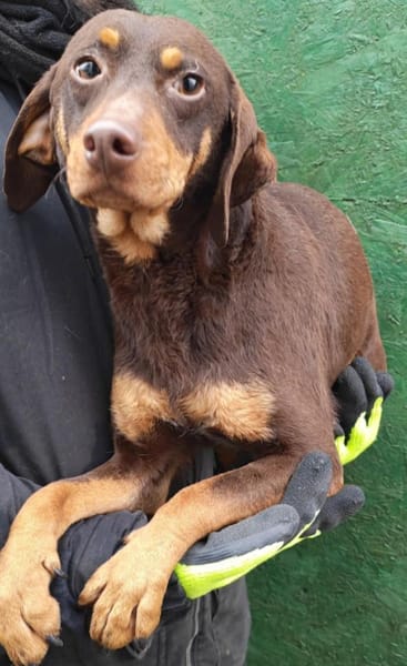 Frieda, bezaubernde, bildschöne Hündin