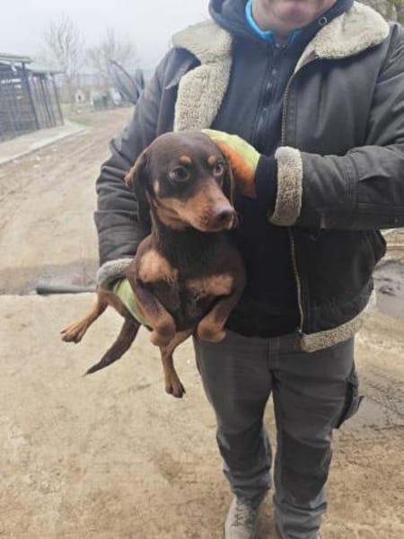 Frieda, bezaubernde, bildschöne Hündin