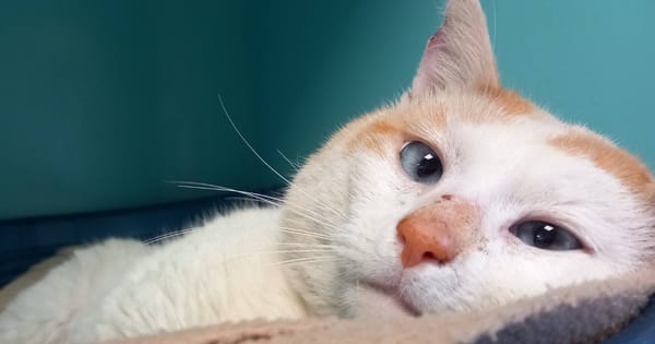 CHARLY QCT (réservé)