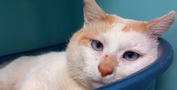 CHARLY QCT (réservé)