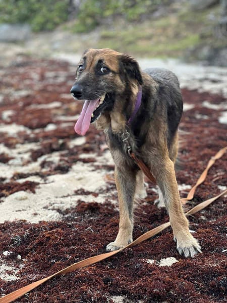 Bobby, 6ans, 1 an à l'adoption :'c