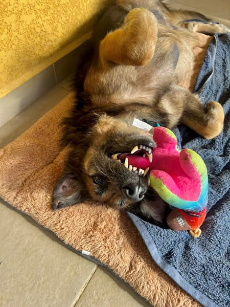 Bobby, 6ans, 1 an à l'adoption :'c