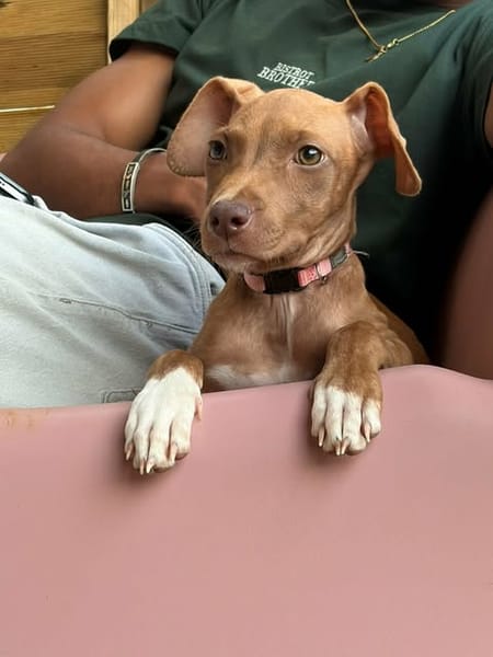 SAMOAN, la petite crevette créole