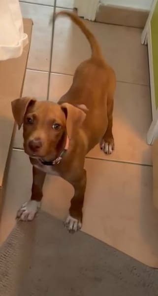 SAMOAN, la petite crevette créole