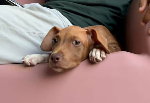 SAMOAN, la petite crevette créole