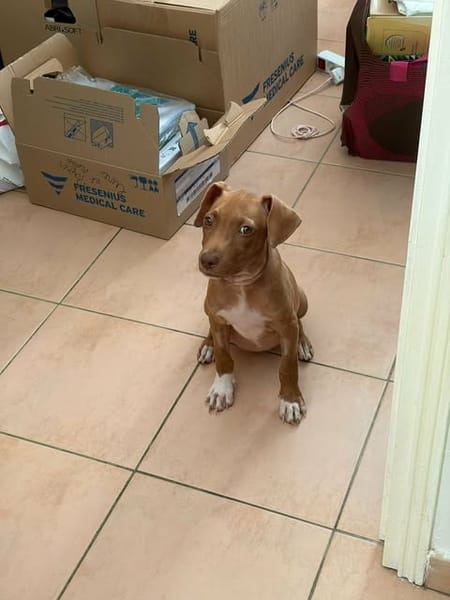 SAMOAN, la petite crevette créole