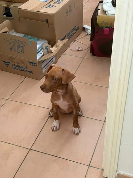 SAMOAN, la petite crevette créole