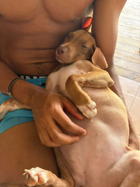 SAMOAN, la petite crevette créole