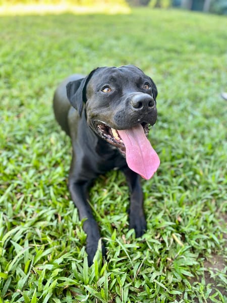 Tito, mâle croisé berger, né le 10/02/2022 🐶