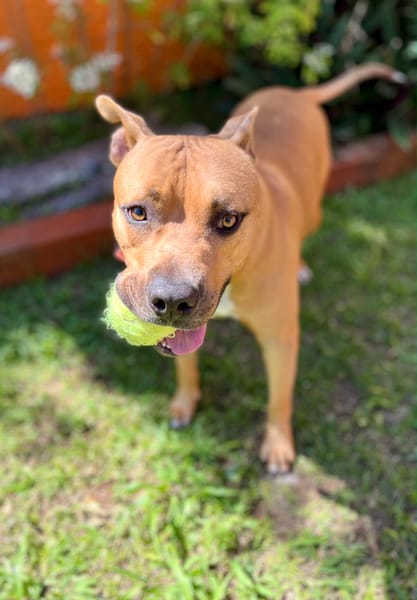 Omy, mâle croisé berger, né le 31/01/2024🐶