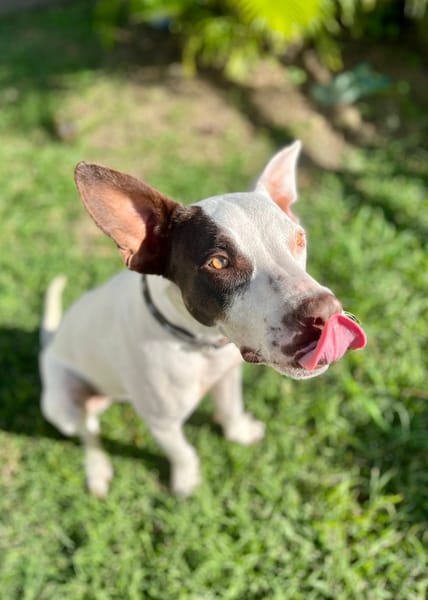 Neo, mâle croisé berger, né le 01/01/2025 🐶