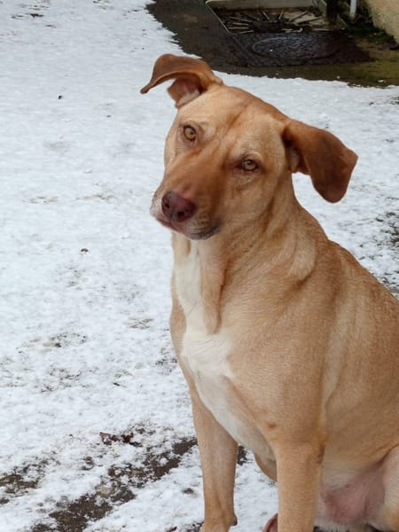 Fifi, mâle croisé berger, né le 15/06/2022 🐶