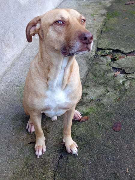 Fifi, mâle croisé berger, né le 15/06/2022 🐶