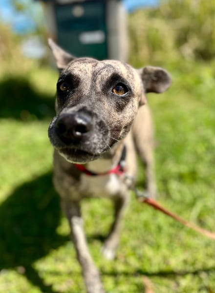 Donna, femelle, croisée berger, née le 10/09/2023
