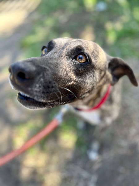 Donna, femelle, croisée berger, née le 10/09/2023