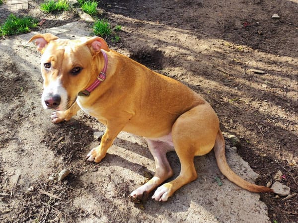 Aéla, femelle croisée berger, née le 15/06/2025 🐶