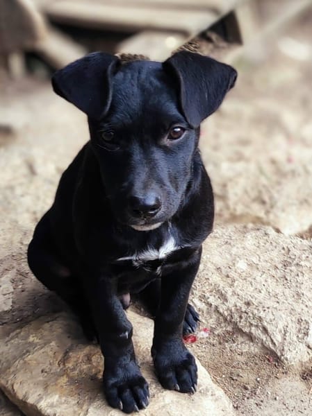 Stormy, mâle, berger créole, né le 15/11/2025