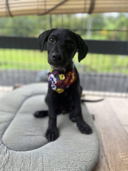 Stormy, mâle, berger créole, né le 15/11/2025