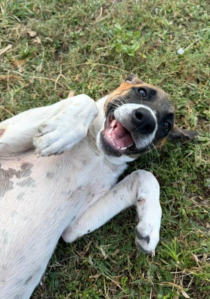 Sienna, Femelle X berger, Née le 27/10/2025 🤍