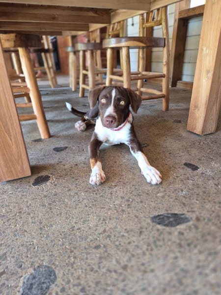 Kanel, Femelle, X Berger, née le 15/09/2025 🐶