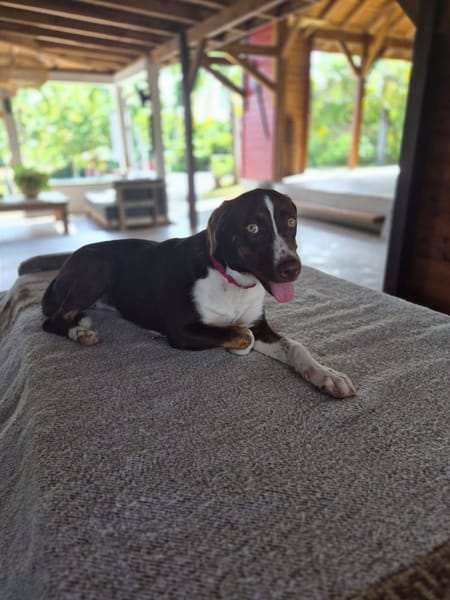 Kanel, Femelle, X Berger, née le 15/09/2025 🐶