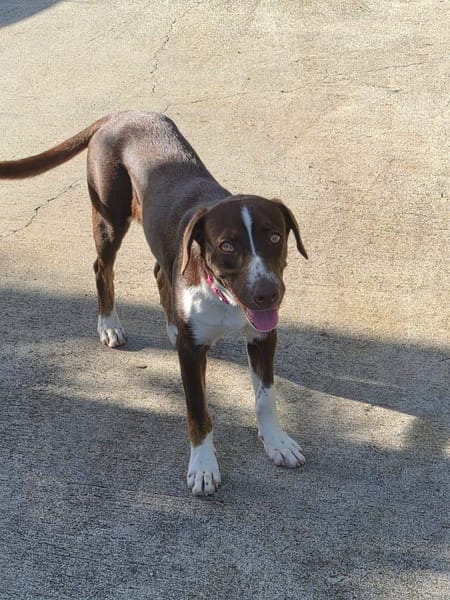 Kanel, Femelle, X Berger, née le 15/09/2025 🐶