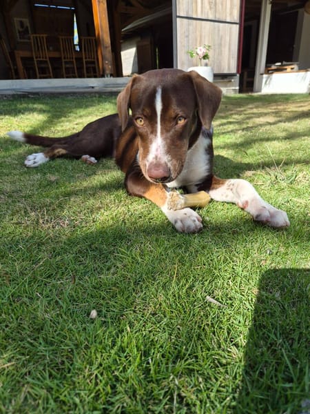 Kanel, Femelle, X Berger, née le 15/09/2025 🐶