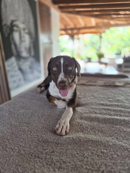 Kanel, Femelle, X Berger, née le 15/09/2025 🐶