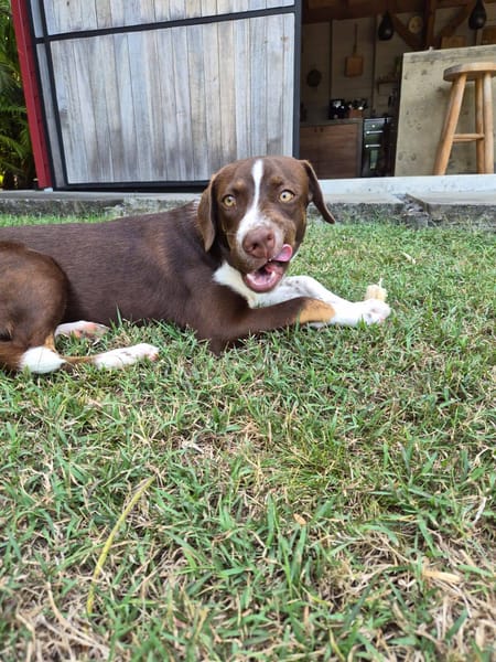 Kanel, Femelle, X Berger, née le 15/09/2025 🐶