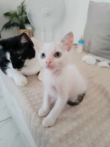 Lily Rose, l'adorable chatonne